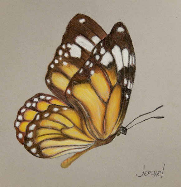 Butterfly - Pastel Pencil Photo Study - Copyright 2017, Jephyr (Jeff Curtis), All Rights Reserved